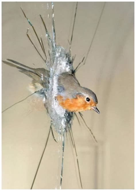 鳥撞玻璃徵兆 關林堂費用
